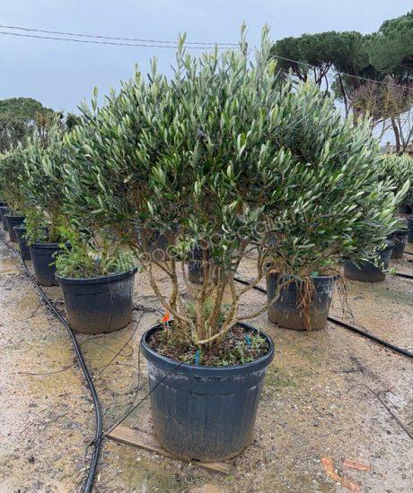 Olijfboom meerstammig Olea europaea