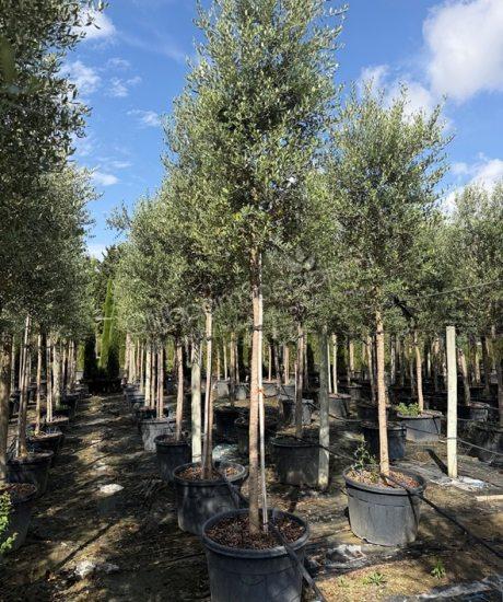 Toscaanse Olijfboom hoogstam Olea europaea