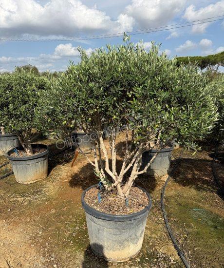 Olijfboom meerstammig Olea europaea