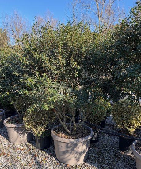 Osmanthus burkwoodii meerstammig kopen schijnhulst