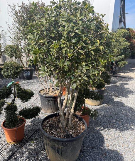 Osmanthus aquifolium meerstammig kopen schijnhulst