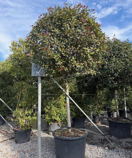Photinia fraseri 'Red Robin' hoogstam kopen glansmispel