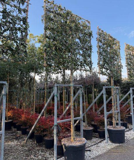 Photinia fraseri 'Red Robin' leiboom glansmispel