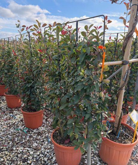 Glansmispel leischerm Photinia fraseri 'Red Robin' 