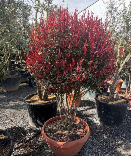 Glansmispel meerstammig Photinia fraseri 'Robusta Compacta' 