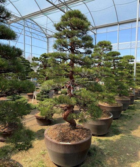 Pinus densiflora Japanse bonsai kopen