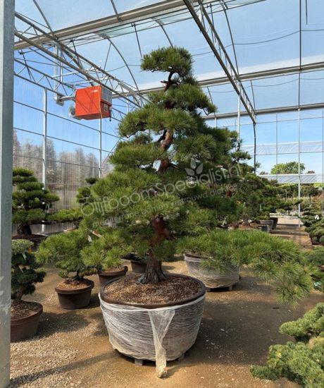 Pinus densiflora Japanse bonsai kopen