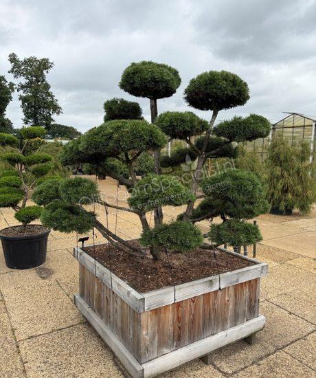 Pinus mugo 'Gnom' bonsai kopen