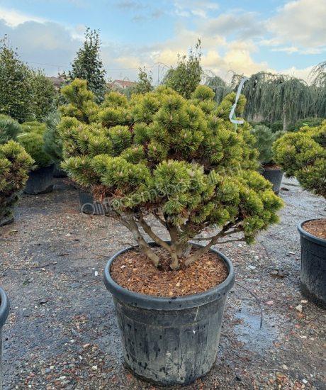 Pinus mugo 'Peterlee'  meerstam kopen Bolvormige den