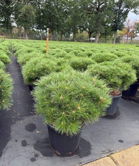 Pinus brepo bol kopen Bolvormige den
