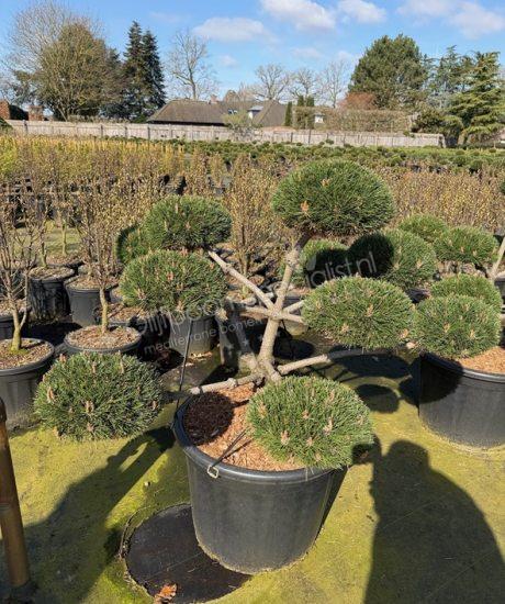 Pinus nigra 'Brepo' bonsai kopen