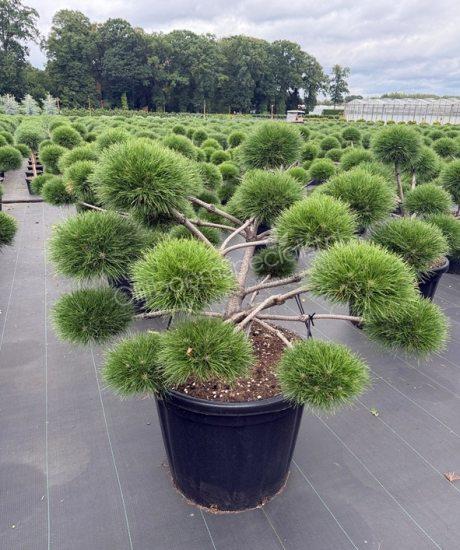 Pinus nigra 'Brepo' bonsai kopen