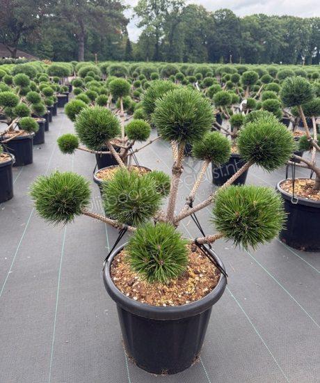 Pinus nigra 'Brepo' bonsai kopen