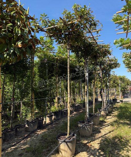 Prunus laurocerasus 'Novita' dakvorm kopen