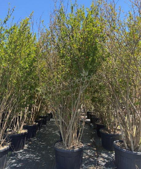 Punica granatum - Granaatappelboom - Meerstammige Granaatappelboom kopen
