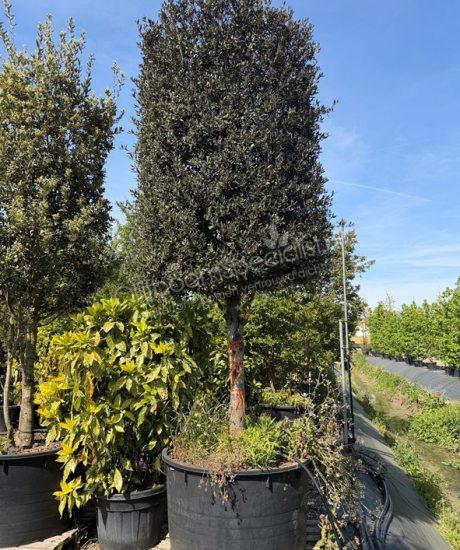 Quercus Ilex halfstam steeneik