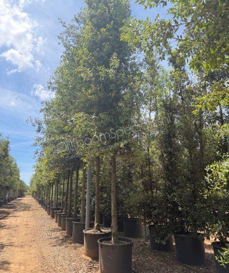 Quercus Ilex cilinderkroon Steeneik