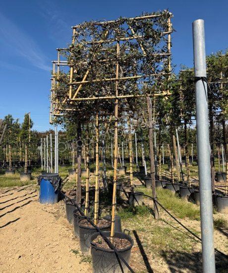 Quercus Ilex leiboom kopen Steeneik