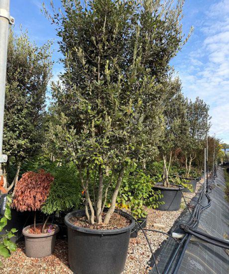 Quercus Ilex meerstammig Steeneik