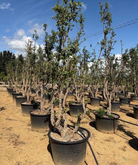 Quercus suber meerstammig kopen Kurkeik