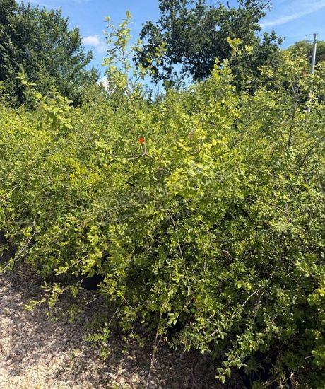 Quercus suber Struikvorm kopen Kurkeik