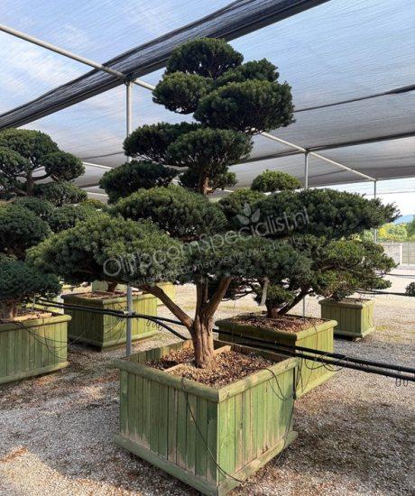 Taxus cuspidata Japanse Bonsai kopen