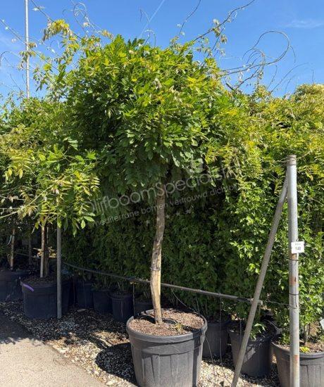 Blauwe regen hoogstam kopen Wisteria sinensis Wisteria floribunda
