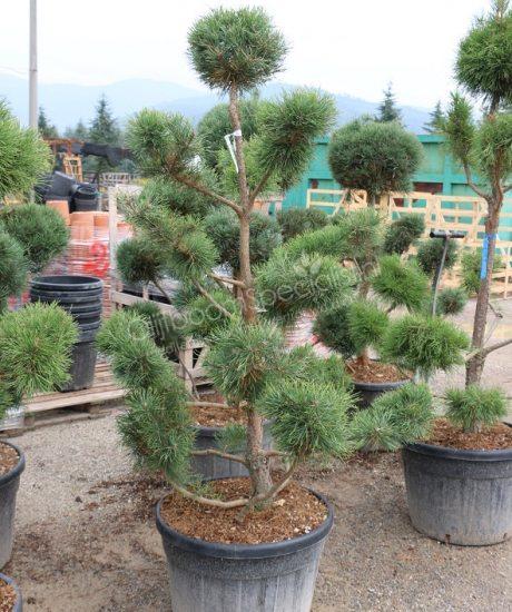 Pinus nigra 'Austriaca'
