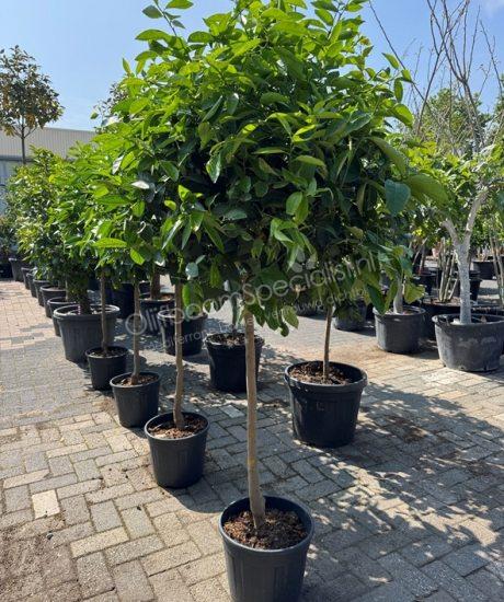Limoenboom - Citrus latifolia