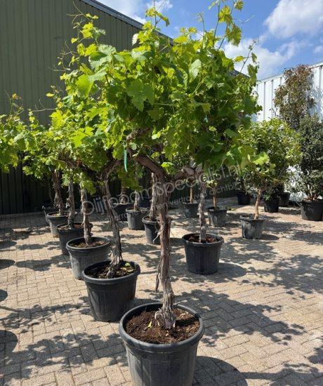 Vitis vinifera - Druivenrank
