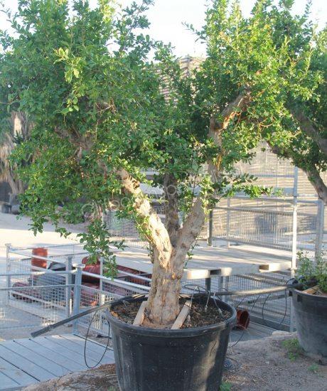 Granaatappelboom kopen