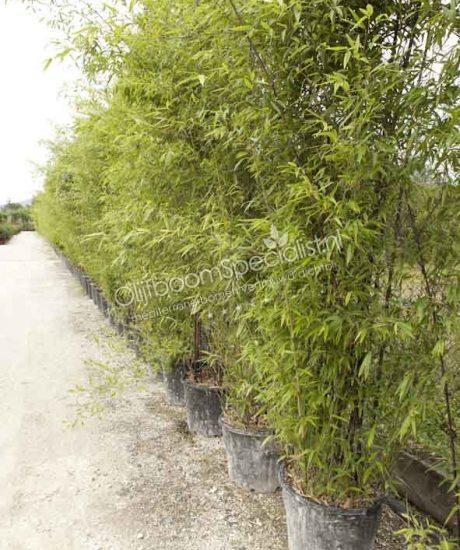 Bamboe zwarte stengel struikvorm 300/350cm hoogte
