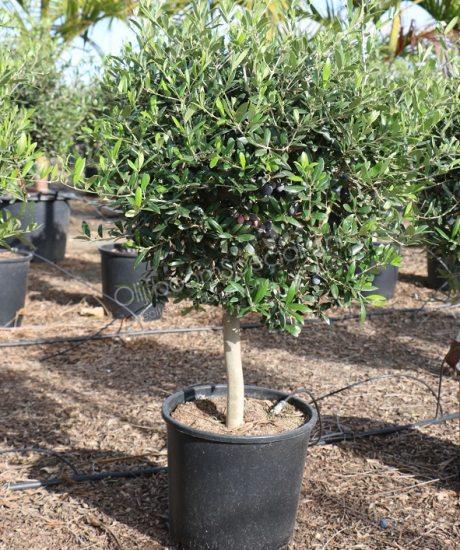 Jonge olijfboom kopen in een pot