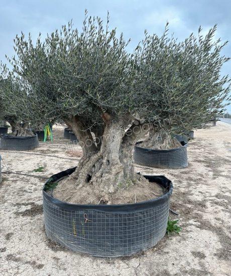 Olijfboom bonsai kopen met 4 stammen 