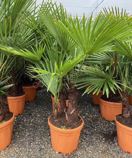 Meerstammige Palmboom kopen