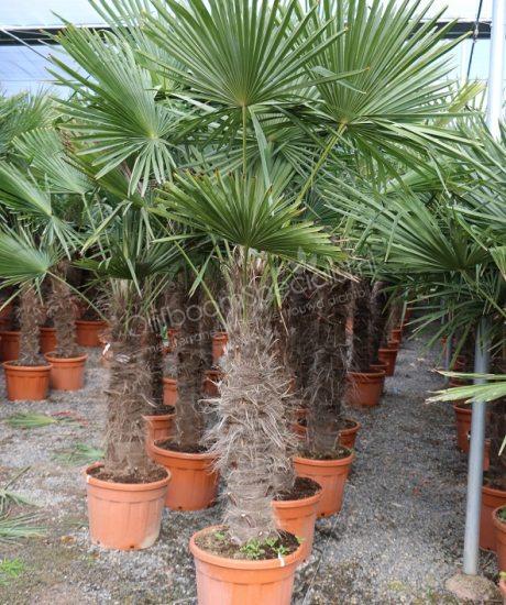 Winterharde palmboom 