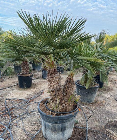 Chamaerops humilis - Europese dwergpalm meerstammig
