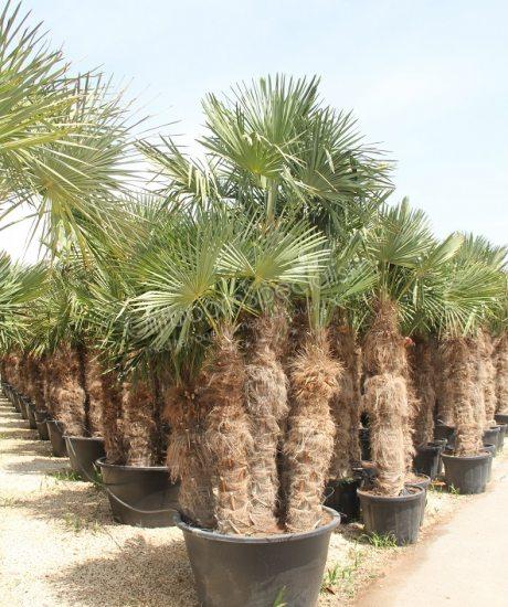 Mehrstämmige Trachycarpus Fortunei Kaufen