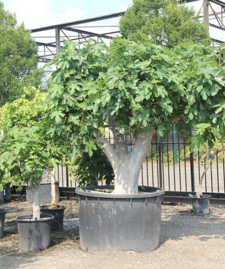 Ficus carica halfstam kopen
