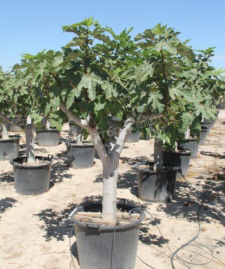 Ficus carica halfstam kopen