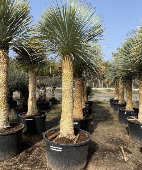 Yucca rostrata kopen