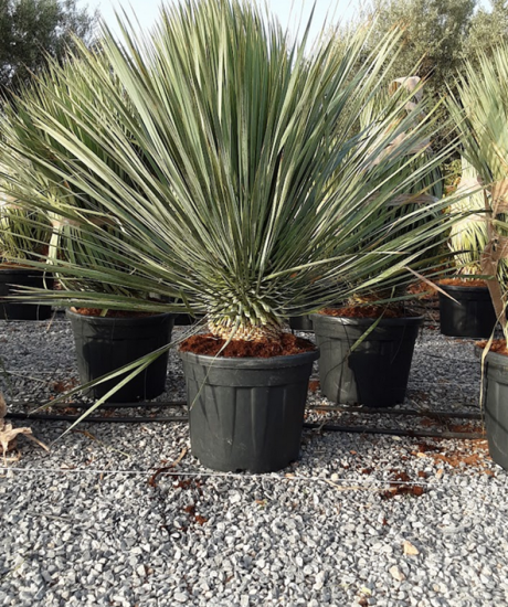 Yucca rostrata kopen