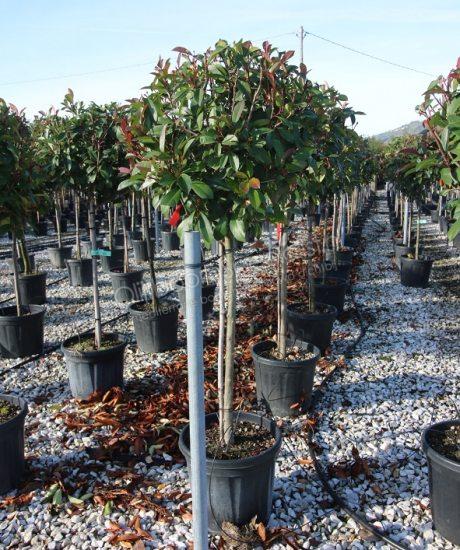 Photinia fraseri "Red Robin" is een winterhard boom met wintergroen bladen