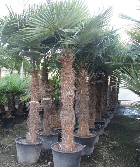 Trachycarpus fortunei kopen