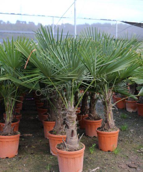 Winterharde palmboom kopen