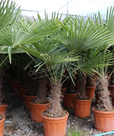embargo Leraar op school Wijzerplaat Palmboom kopen | Palmboom productoverzicht | Palmboom Specialist Overloon