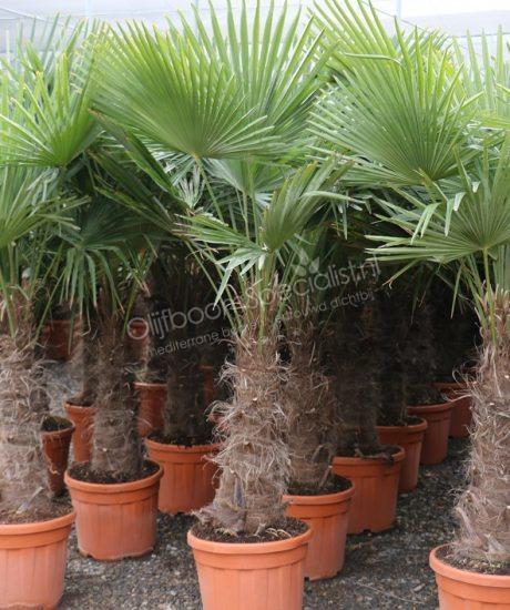Trachycarpus fortunei 