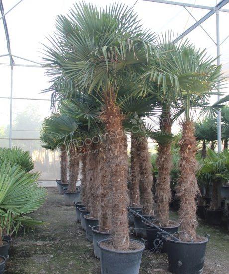 Palmboom kopen