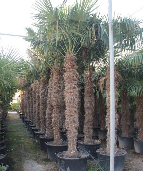 Hover kaping Spektakel Trachycarpus fortunei | Palmboom productinformatie | Winterharde palmboom |  Palmboom Specialist Overloon