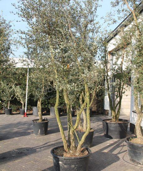 Meerstammig Quercus suber met een hoogte van 300 tot 350cm